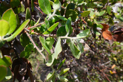 Arctostaphylos tomentosa