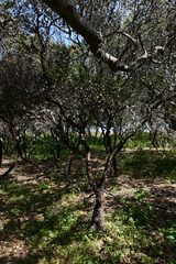 Arctostaphylos tomentosa