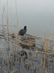 Fulica atra