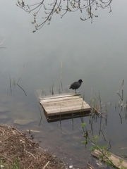 Fulica atra