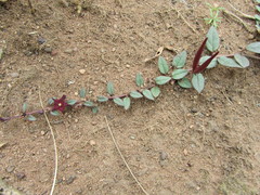 Brachystelma pulchellum