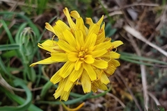 Takhtajaniantha austriaca