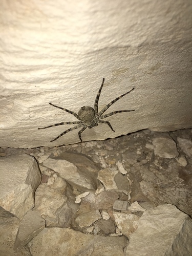 Selenops actophilus