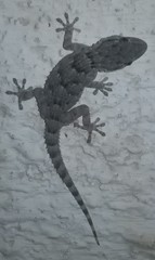 Tarentola mauritanica