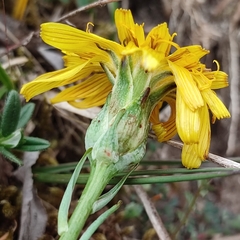 Takhtajaniantha austriaca