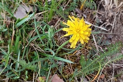 Takhtajaniantha austriaca