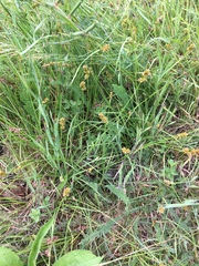 Carex muricata pairae