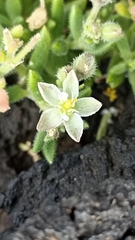 Spergularia azorica
