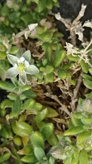 Spergularia azorica