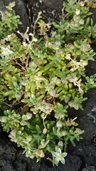 Spergularia azorica