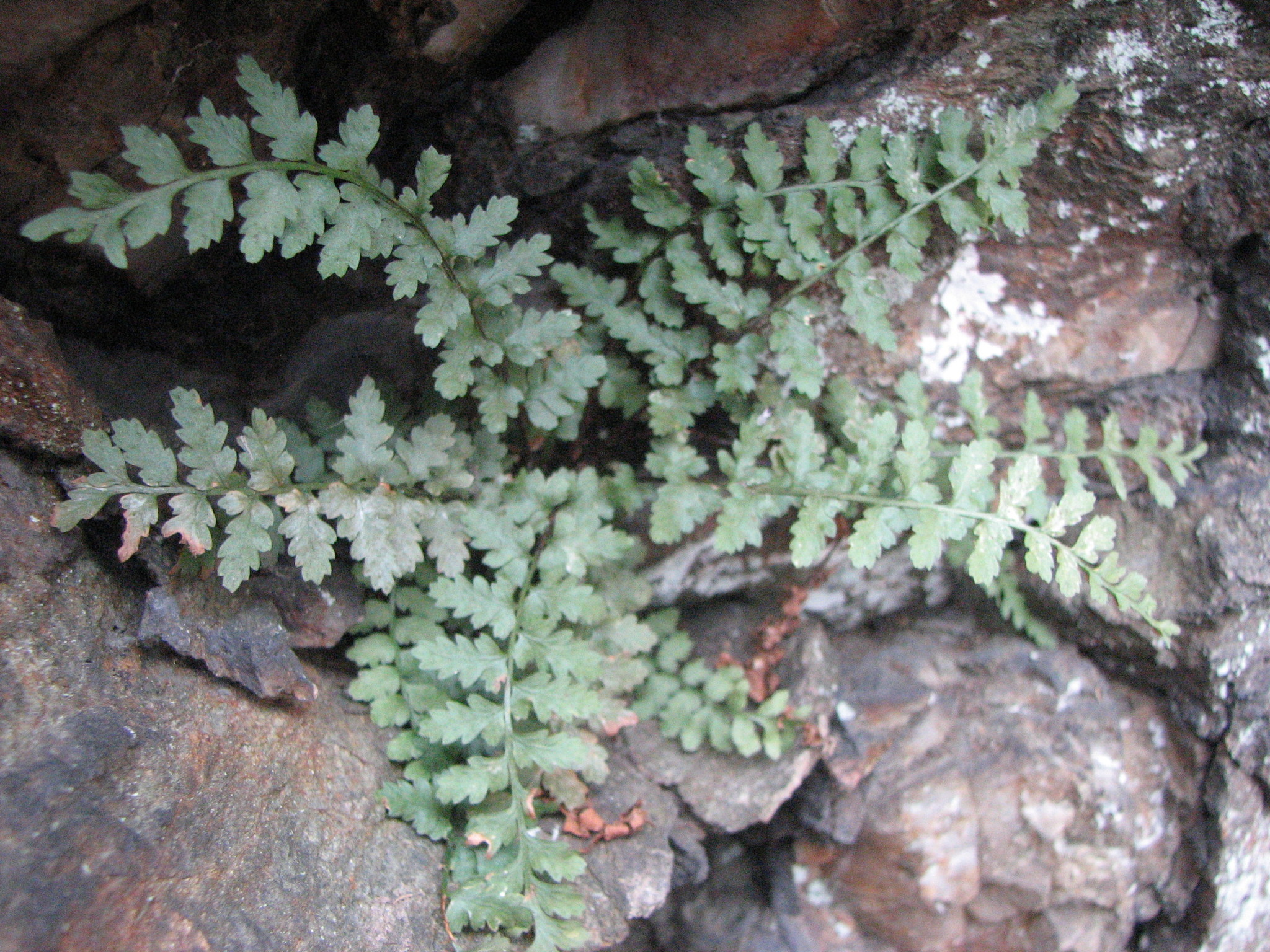 Asplenium bradleyi