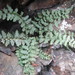 Bradley's Spleenwort - Photo (c) Choess, some rights reserved (CC BY-SA)