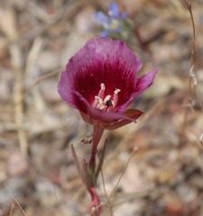 Clarkia speciosa