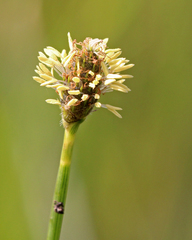 Fuirena scirpoidea