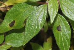 Ramularia parietariae