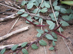 Brachystelma pulchellum