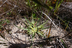 Eryngium montereyense