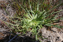 Eryngium montereyense