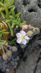 Spergularia azorica