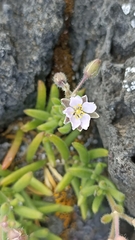 Spergularia azorica