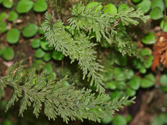 Trichomanes strictum