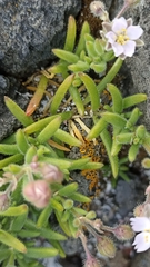 Spergularia azorica