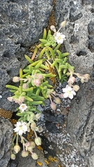 Spergularia azorica