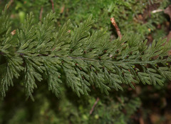 Trichomanes strictum