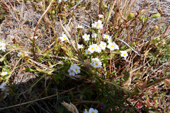 Plagiobothrys chorisianus hickmanii