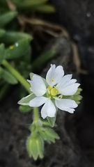 Spergularia azorica