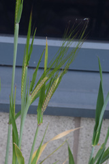 Hordeum distichon
