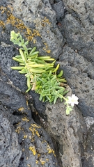 Spergularia azorica