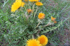 Taraxacum exacutum