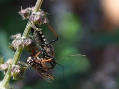 Rhynocoris erythrocnemis