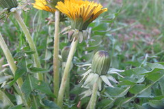 Taraxacum exacutum
