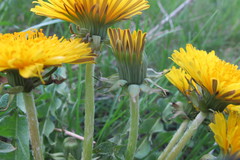 Taraxacum exacutum