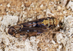 Scaphoideus pullus