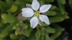 Spergularia azorica