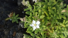 Spergularia azorica