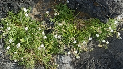 Spergularia azorica