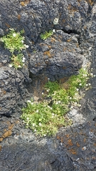 Spergularia azorica