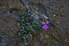 Petrocoptis grandiflora