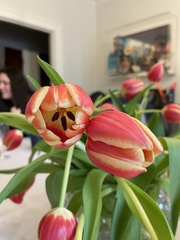 Tulipa