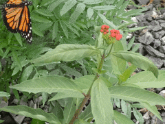 Danaus plexippus portoricensis