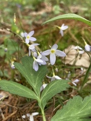Houstonia serpyllifolia