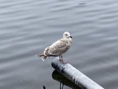Larus argentatus