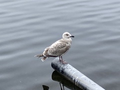 Larus argentatus