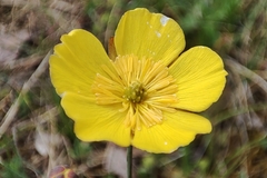 Ranunculus gramineus