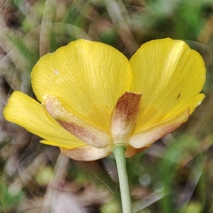 Ranunculus gramineus