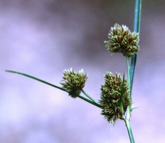 Cyperus acuminatus